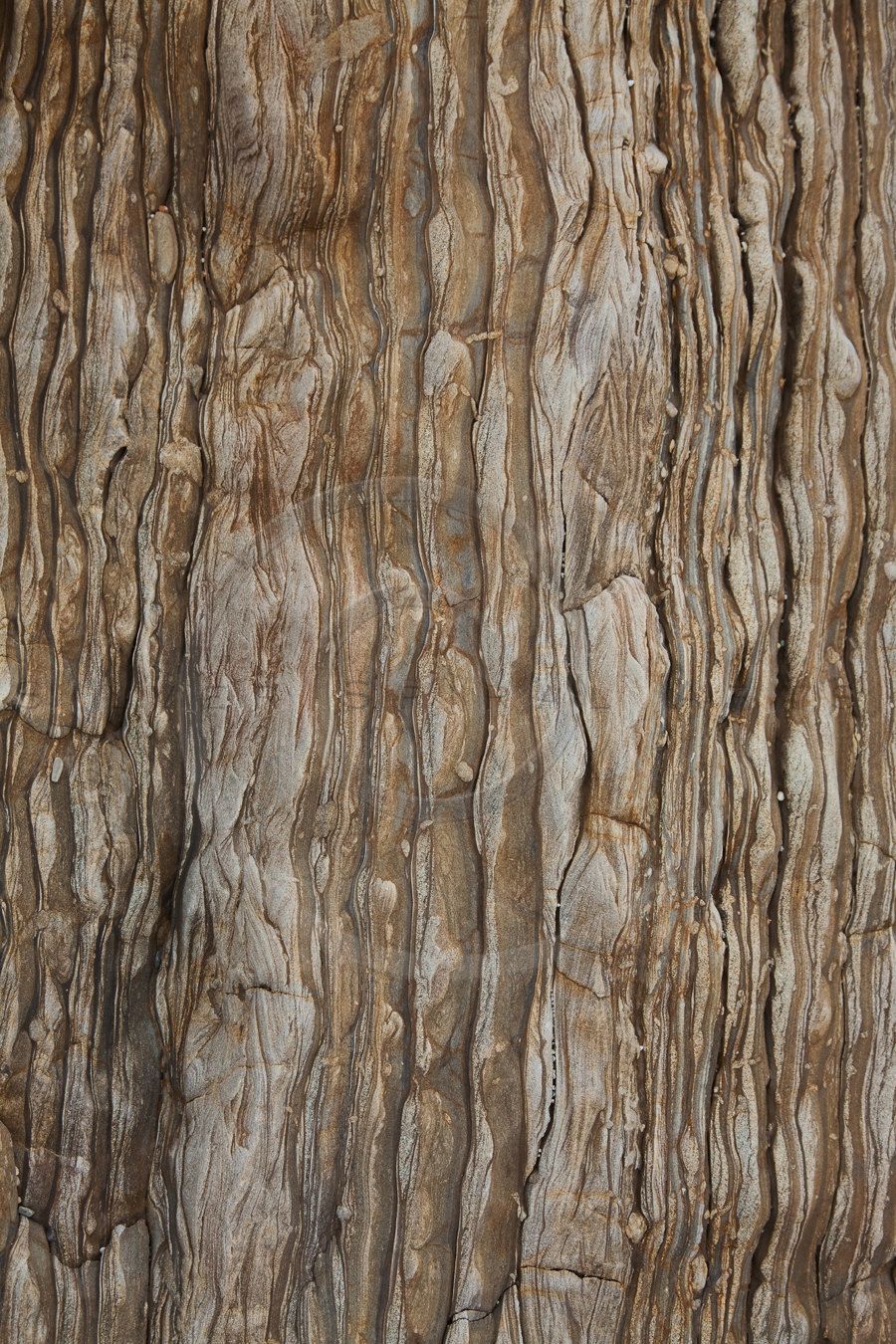 Dark Tree Bark Photography Background Instant Download Etsy Dark Tree Background For Photography Tree Bark Texture